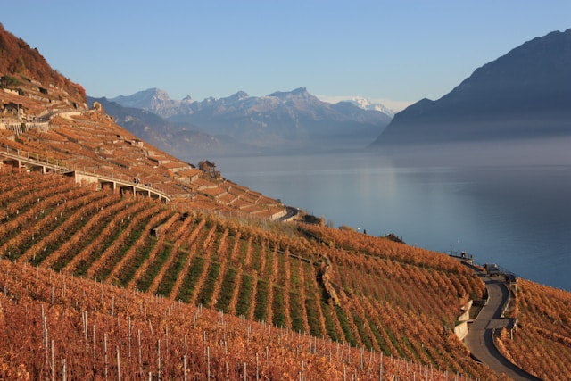 vignoble de coteau dominant un lac de montagne